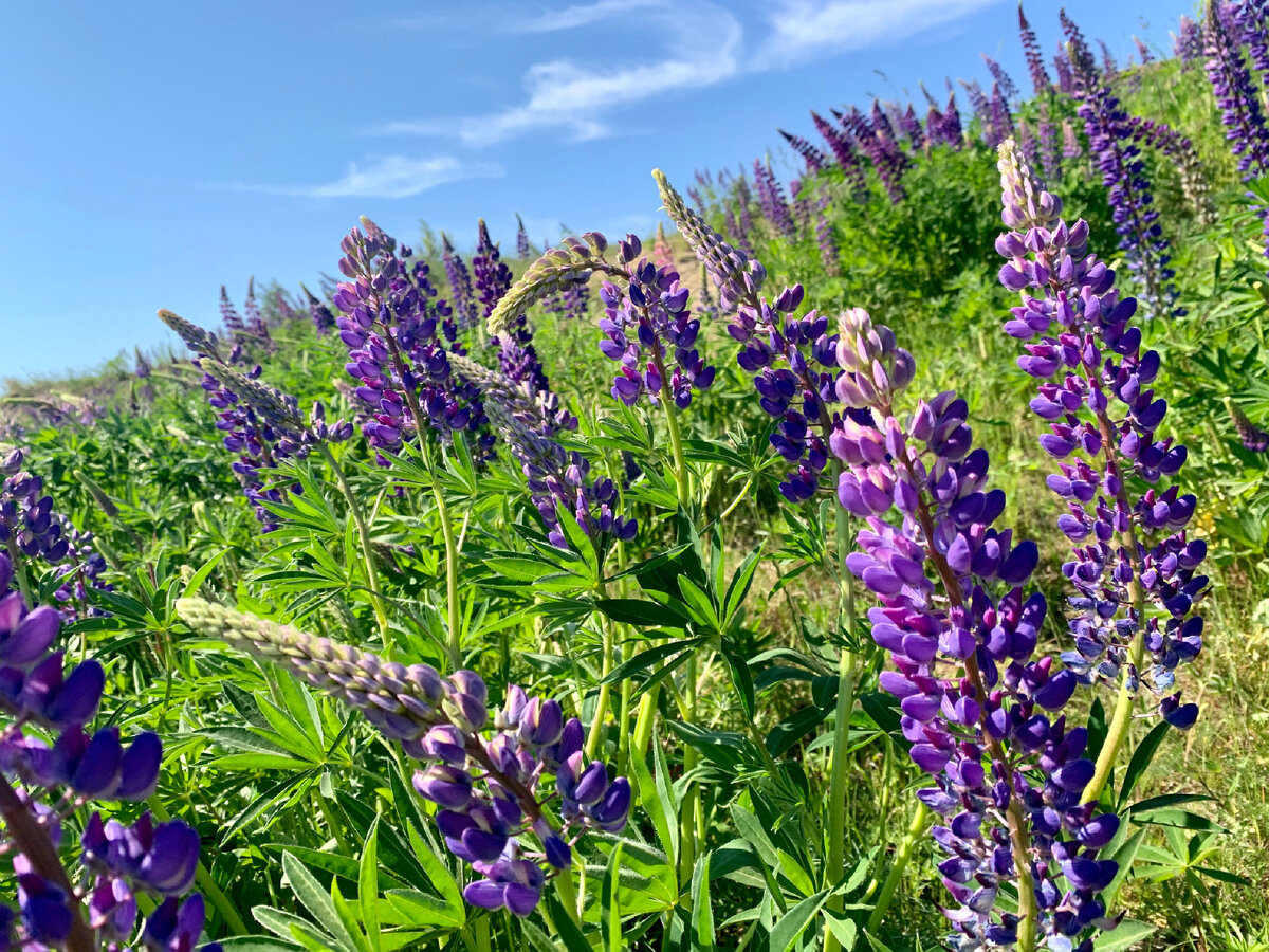 Люпины. Много люпинов