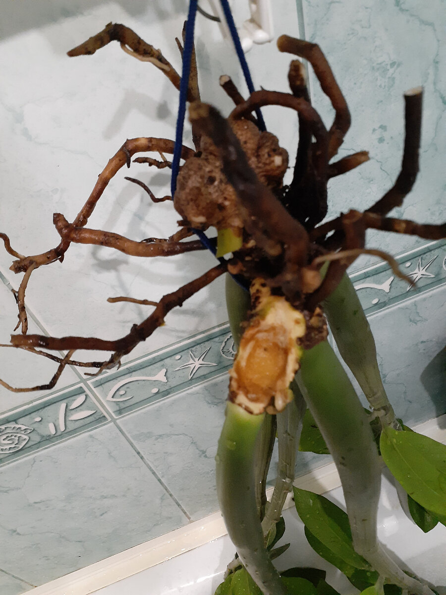 Зачистила гниль