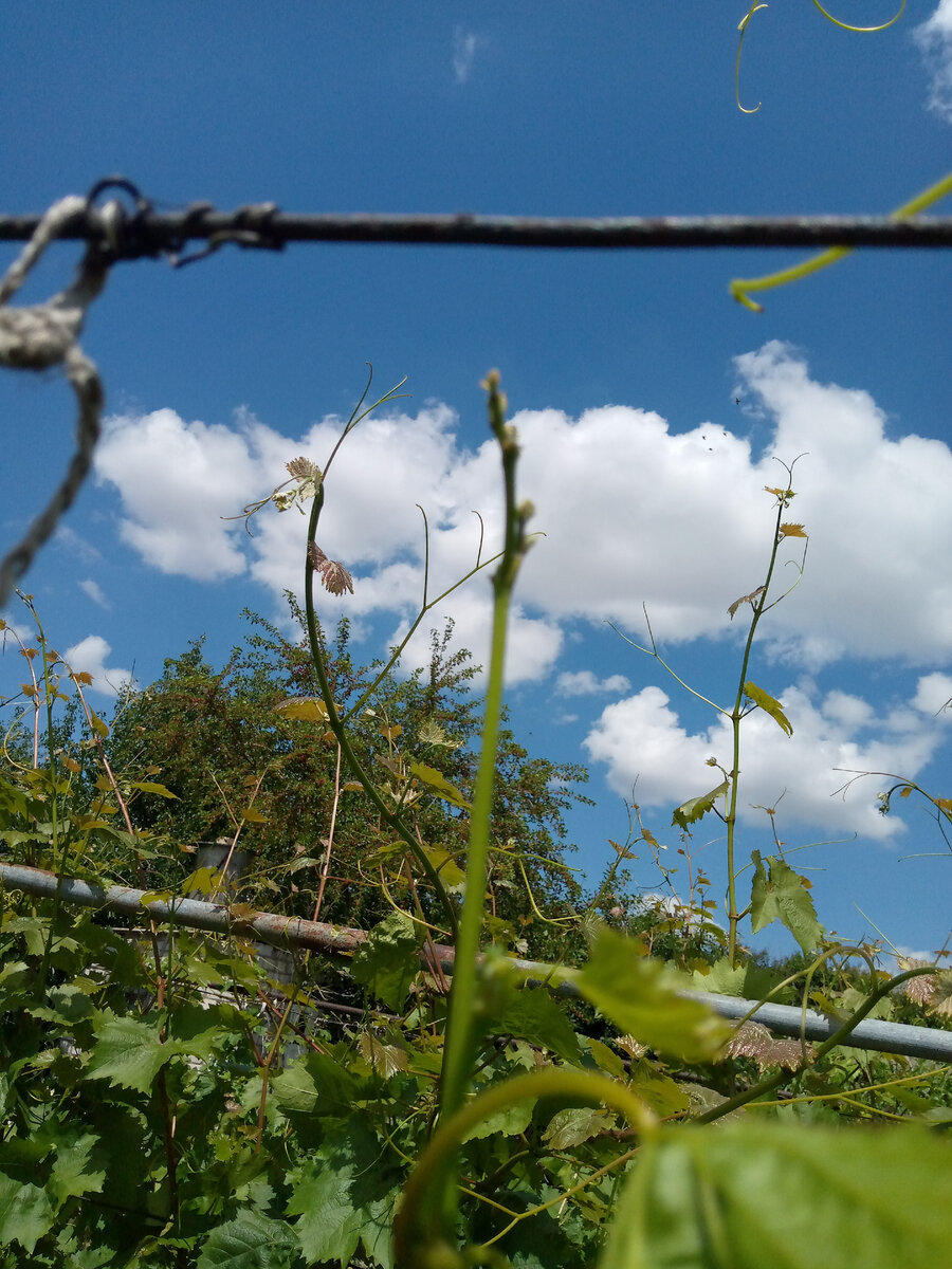 недоразвитый основной побег,фото автора.