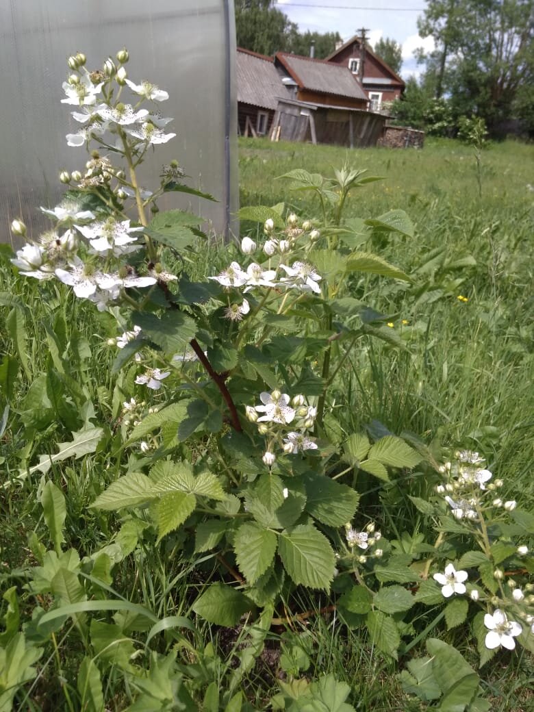 Через две недели после подкормки. Личное фото.