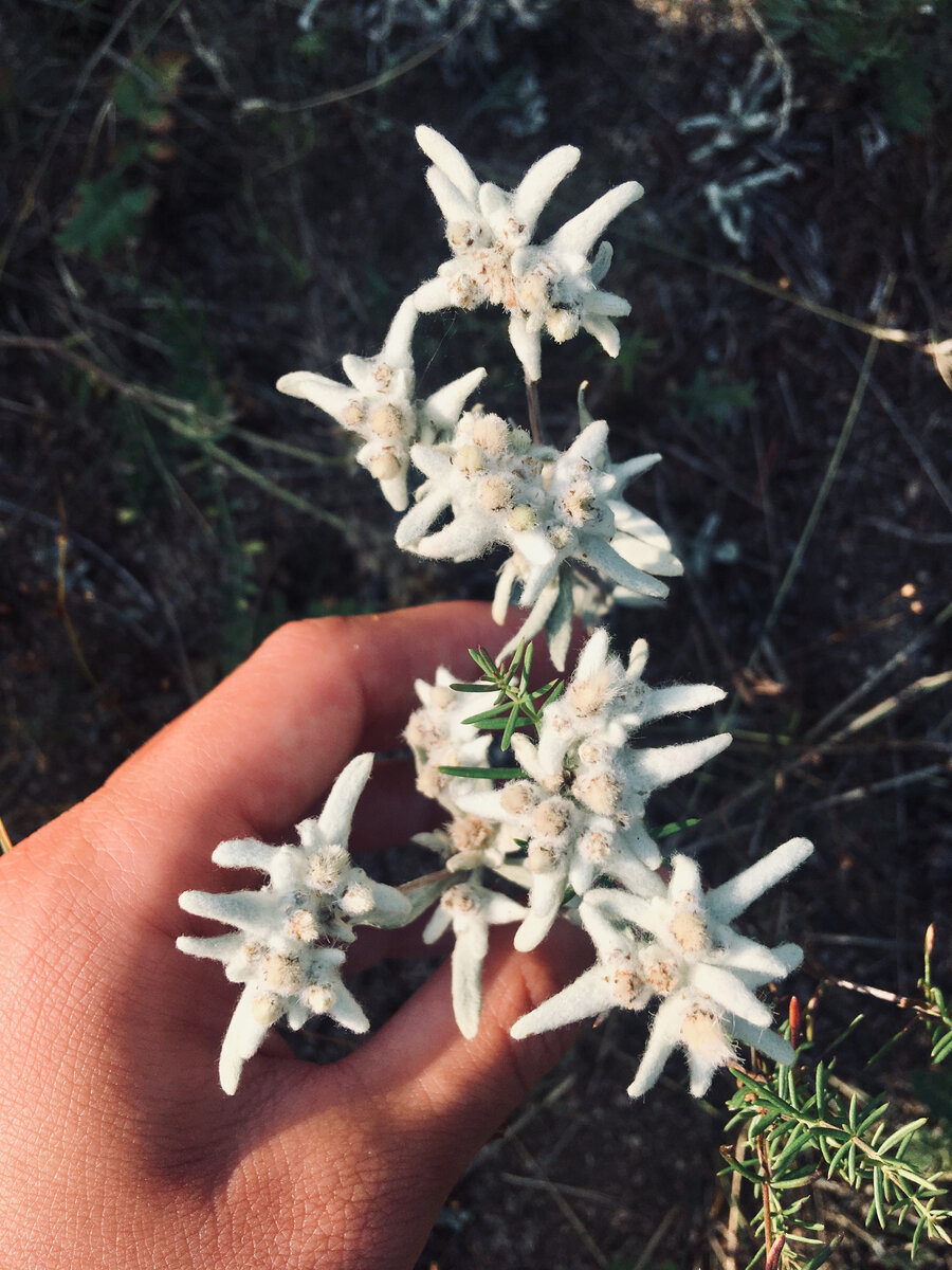 Leontopodium alpinum Cass Эдельвейс Альпийский