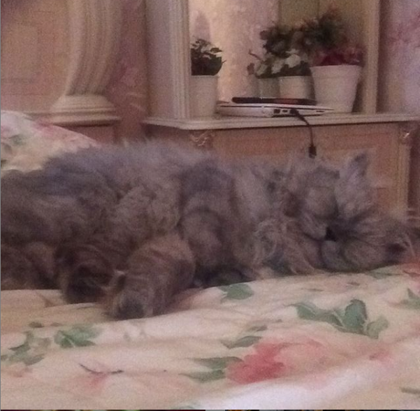 Независимая кошка :) 