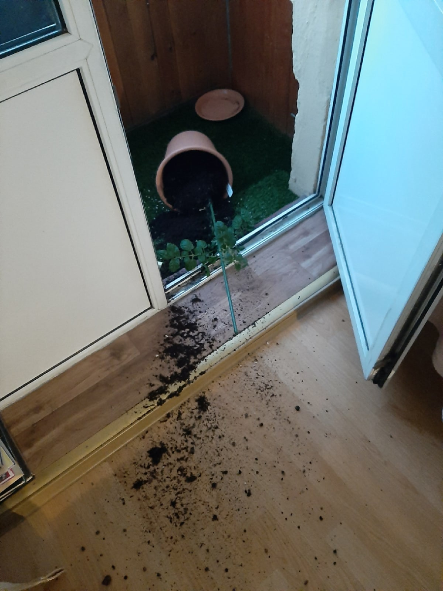 Томат "Балконное чудо" в одноактной пьесе "Балконное чудо"