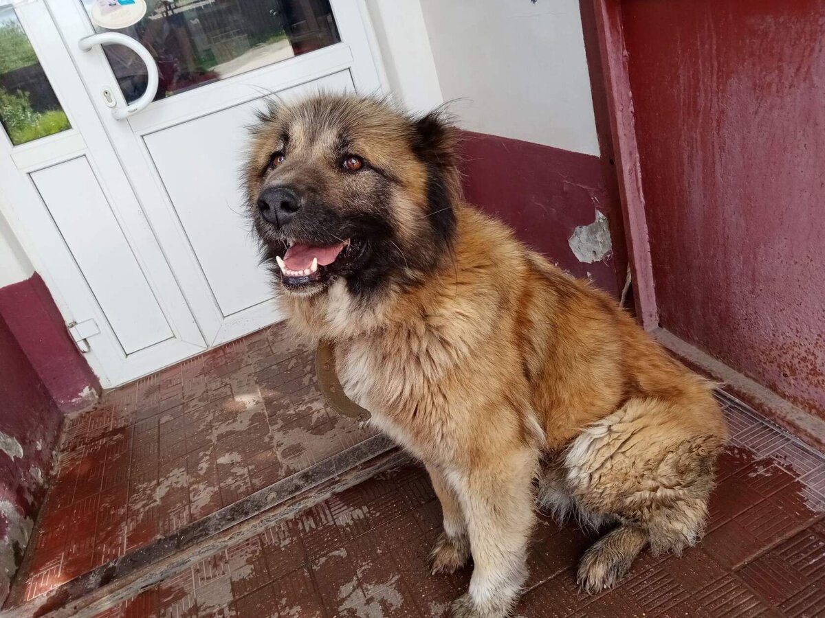 Кавказская овчарка с документами ищет новых хозяев. Старые хозяева маргиналы готовы расстаться с ней за 1500 рублей. Собака очень добрая, её надо обязательно пристроить в хорошие руки. Там, где она сейчас ей очень плохо.