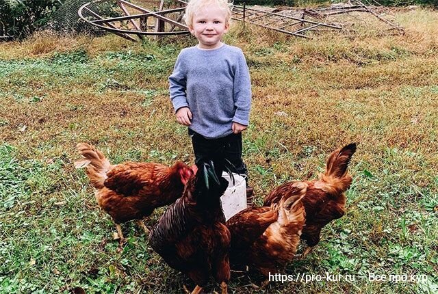 курица хромает на одну ногу