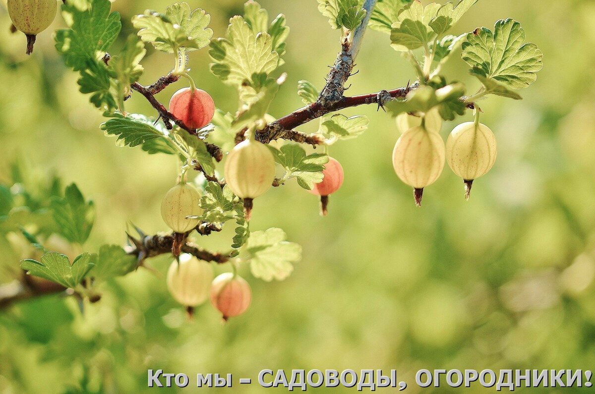 Фото с pixabay.com