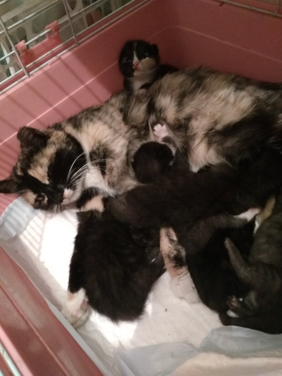 Мамочка приняла котят