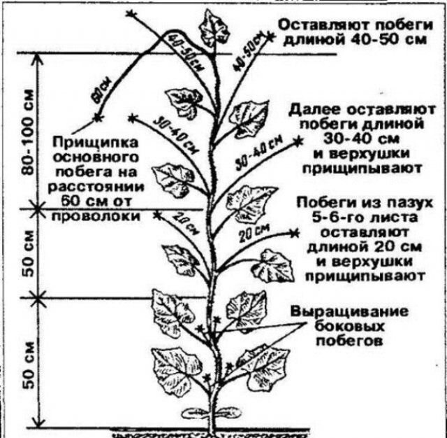 Удаление лишних побегов