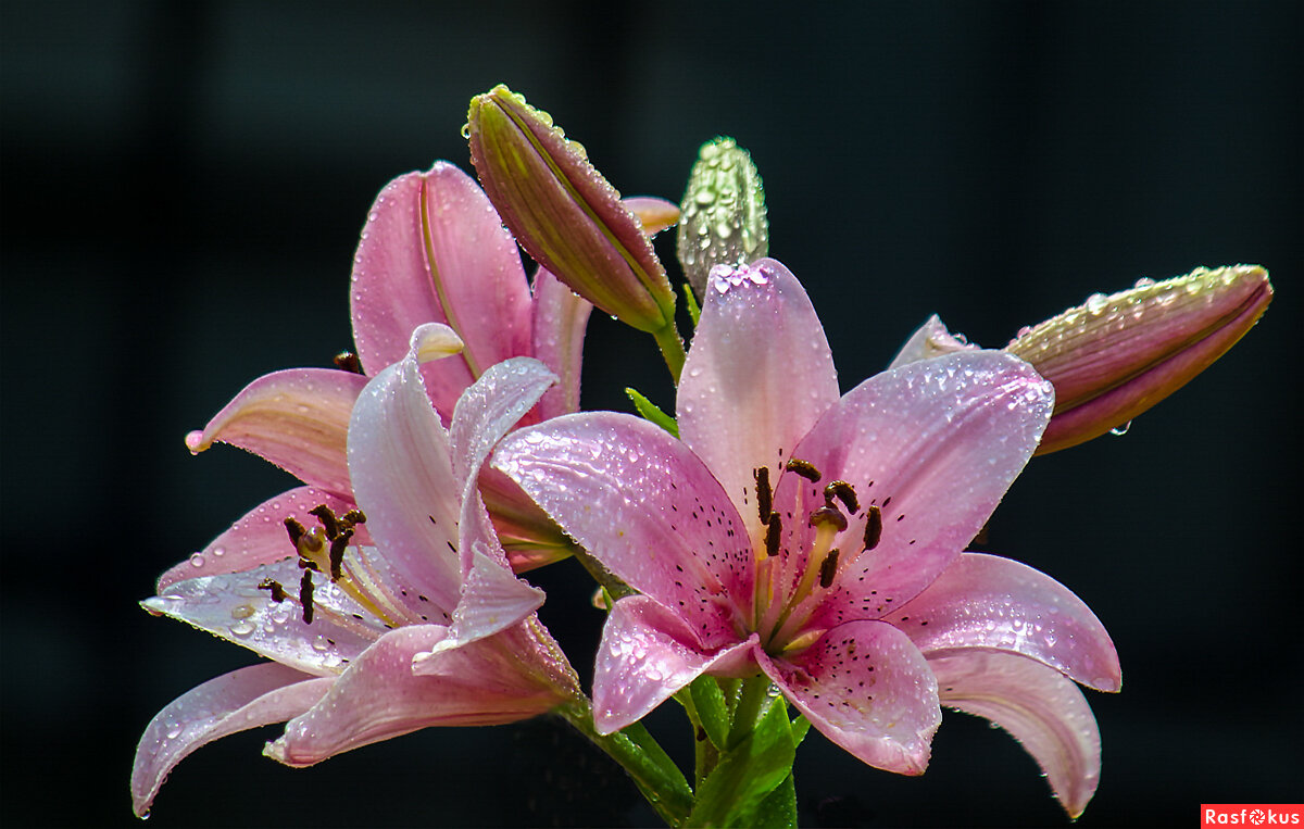 Фото взято из интернета