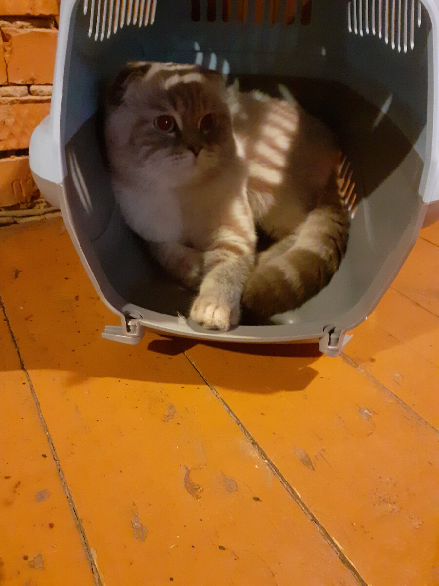 переноска стала спасением от опасностей))