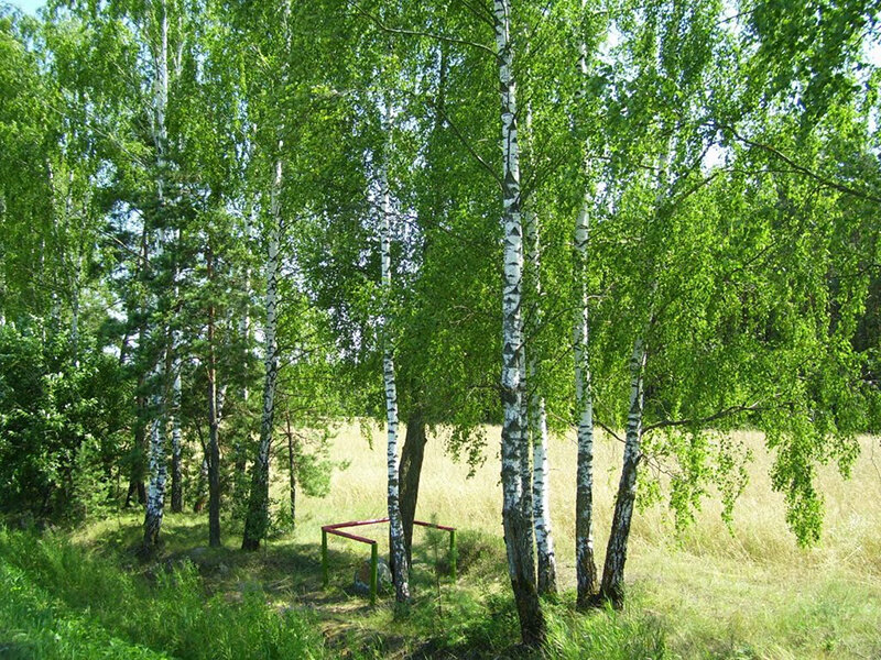 Березнячок в родной сторонке!