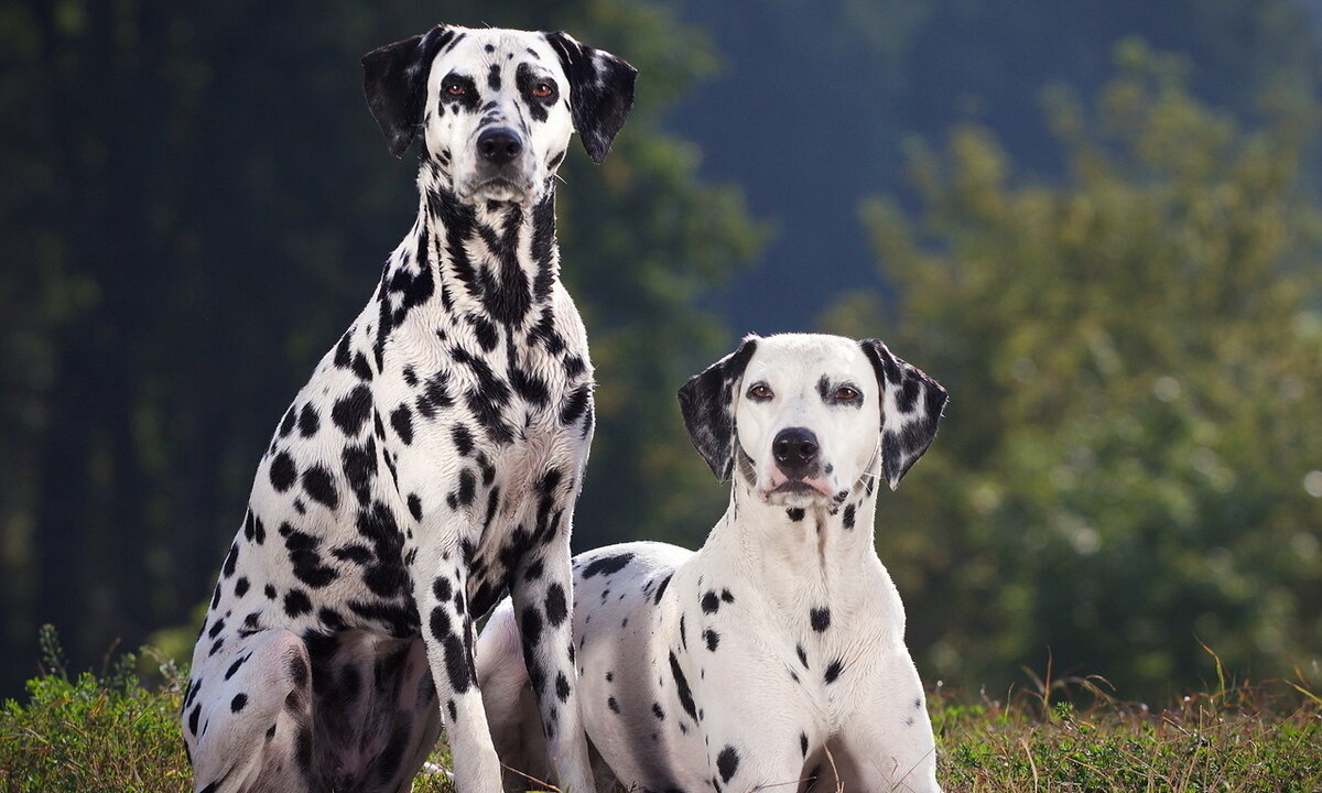 Luxfon.com     фото взято из интернета из свободного доступа без нарушения авторских прав, с обязательным указанием ссылки на правообладателя.