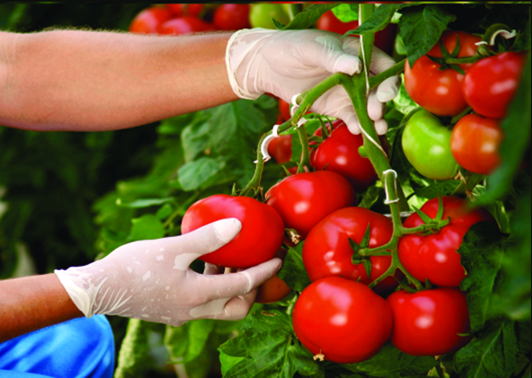 Детерминантные сорта томатов что это такое. Индетерминантные томаты черри. Индетерминантные помидоры. Томат кастельяно f1. Черри аккордеон томат.