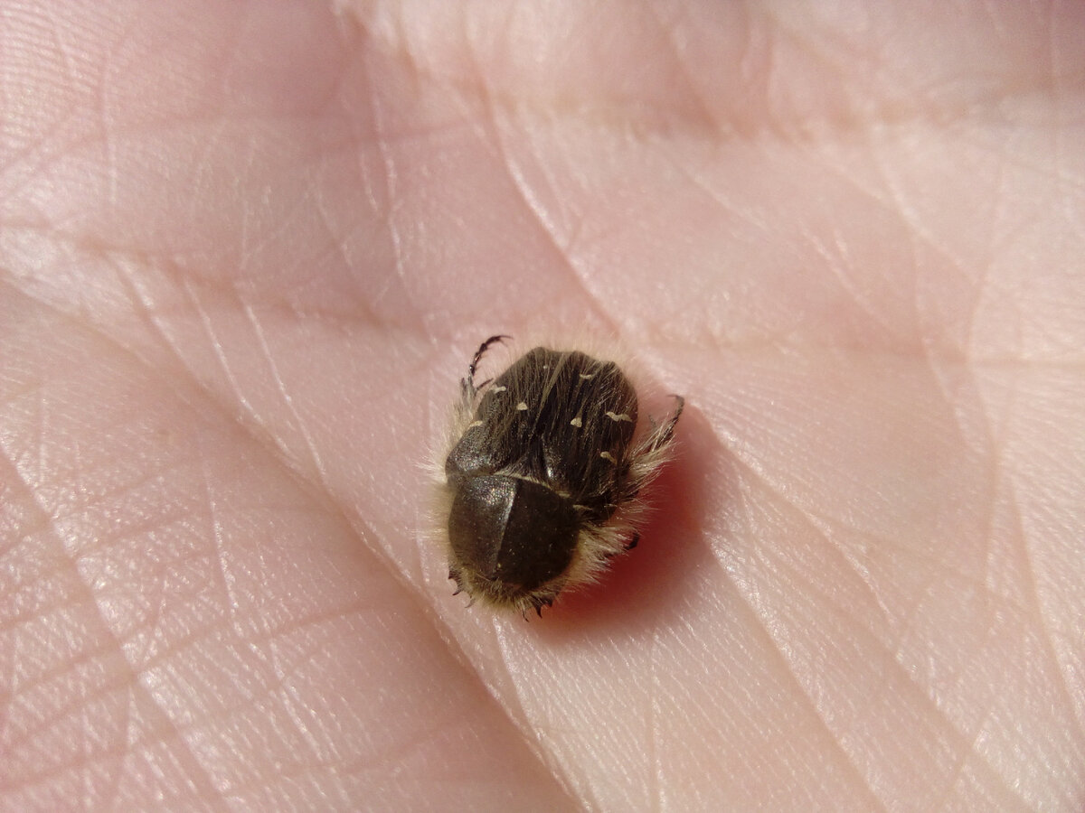 Оленка мохнатая