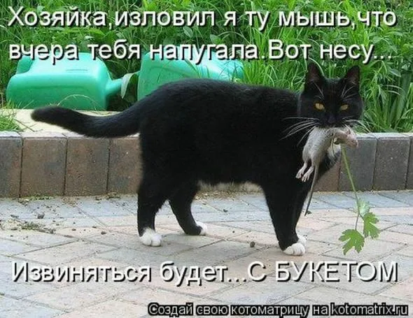 Смешные коты маты. Юмор кошки с надписями. Смешные чёрные коты с надписями. Кот принес мышь. Черный кот надпись