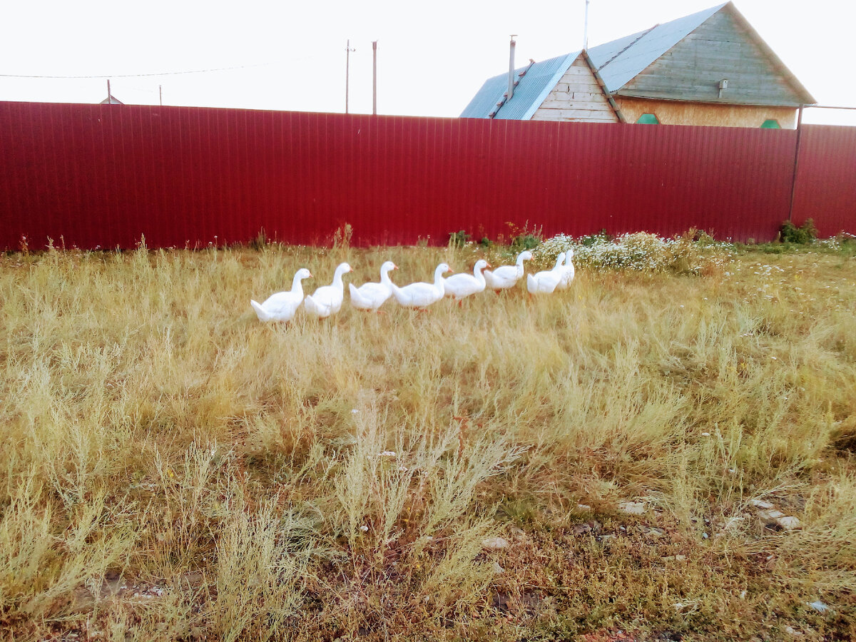 Фото автора. Идут домой.