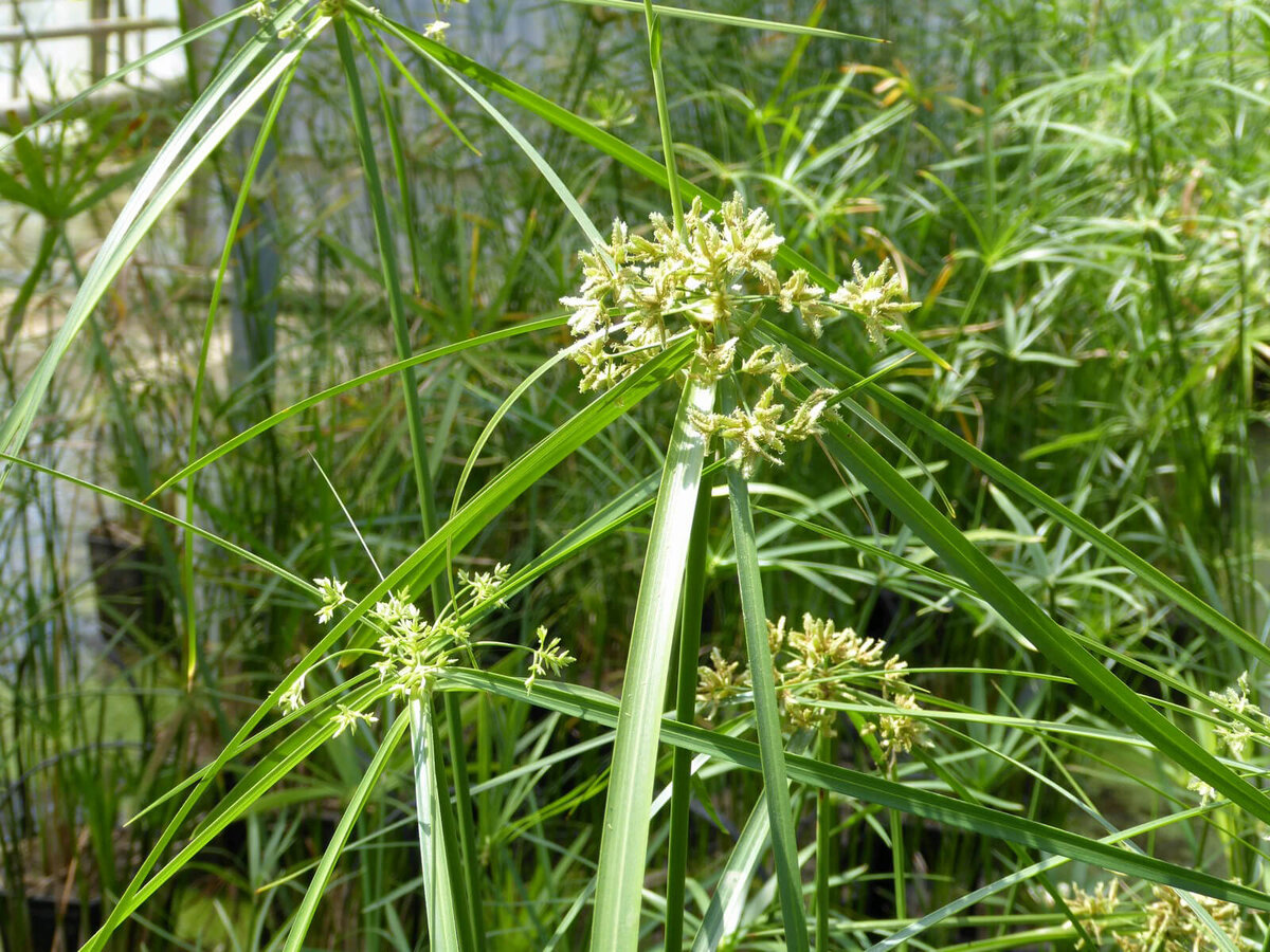 Трава циперус 4 буквы сканворд. Циперус очереднолистный. Cyperus alternifolius. Cyperus conglomerates. Папирус фото.