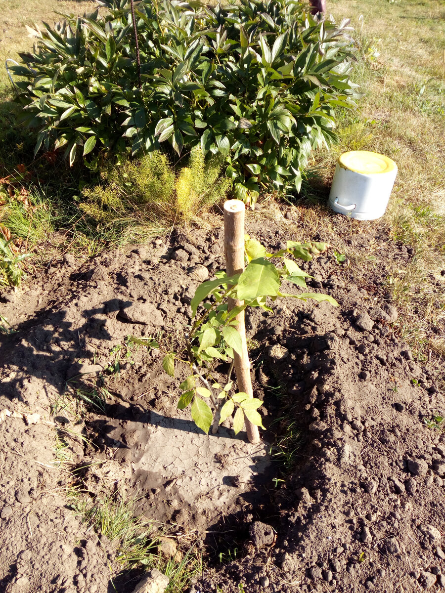 Так прекрасно выглядел наш орех в первых числах сентября. На зиму еще и конус из чернозема насыпали.
