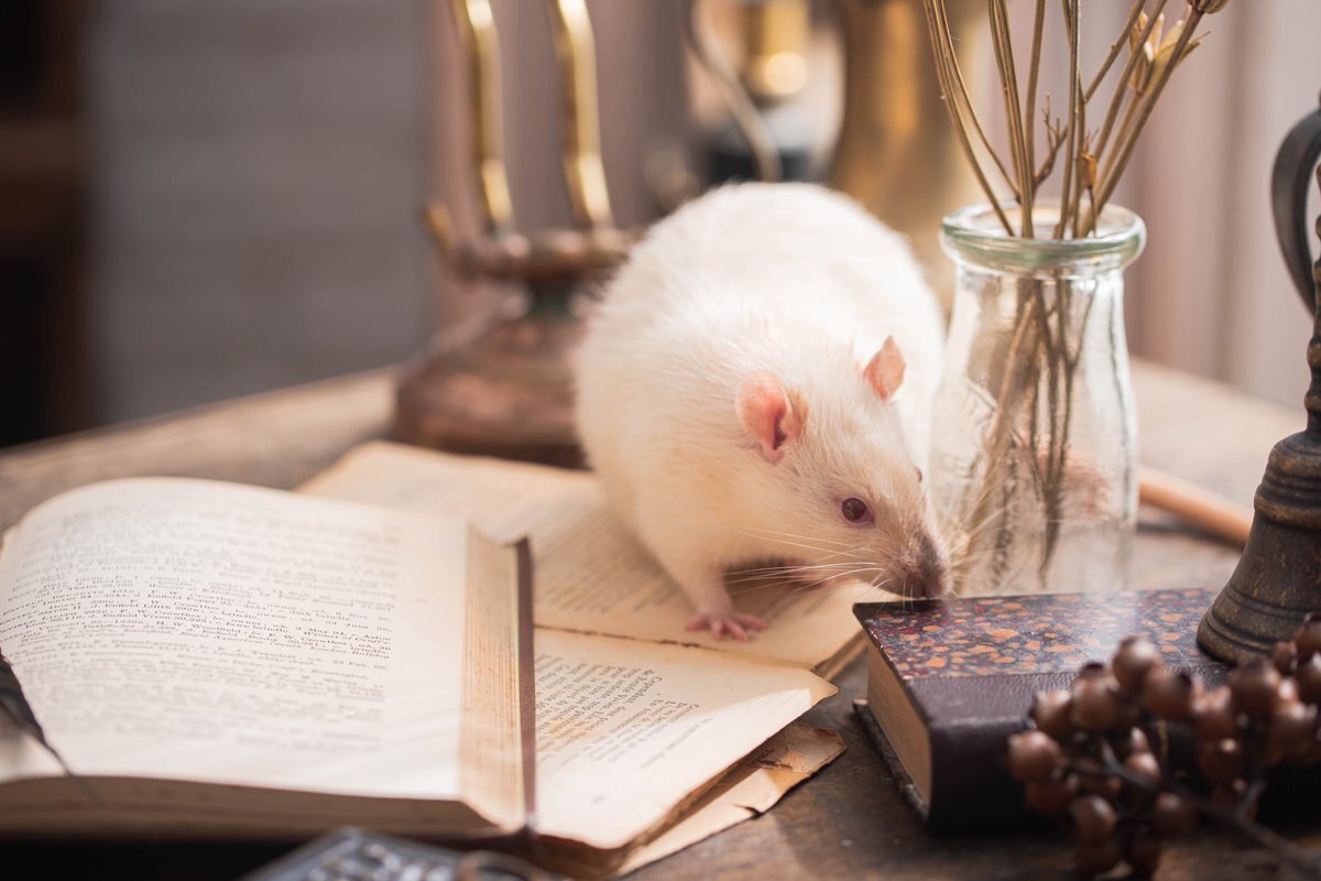 Фото взято с сайта: twitter.com