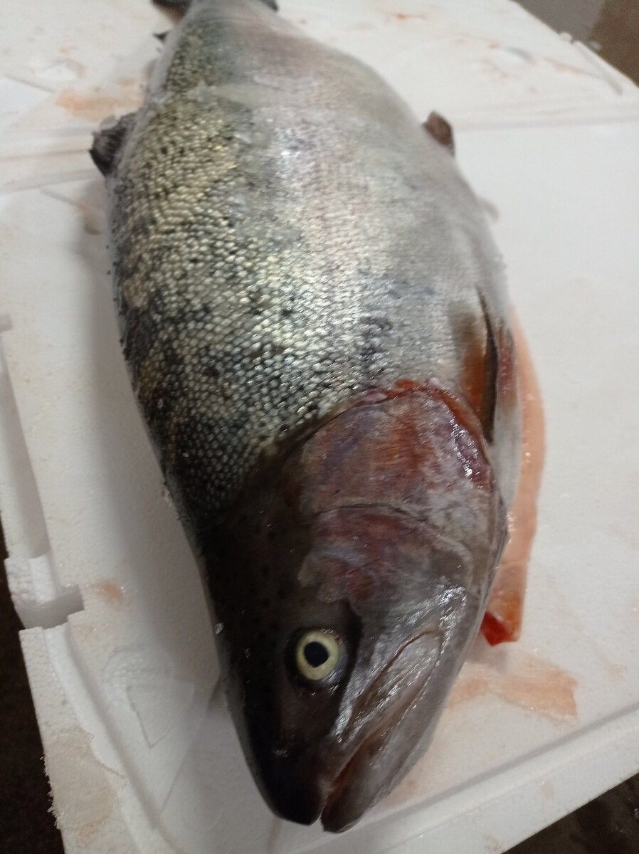 Форель радужная охлажденная