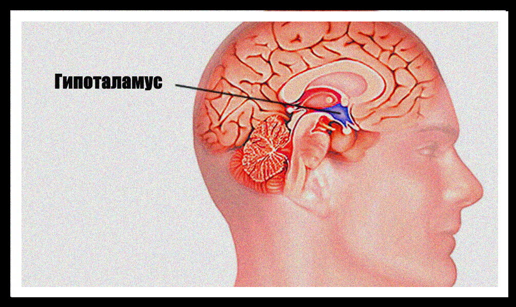 гипоталамус