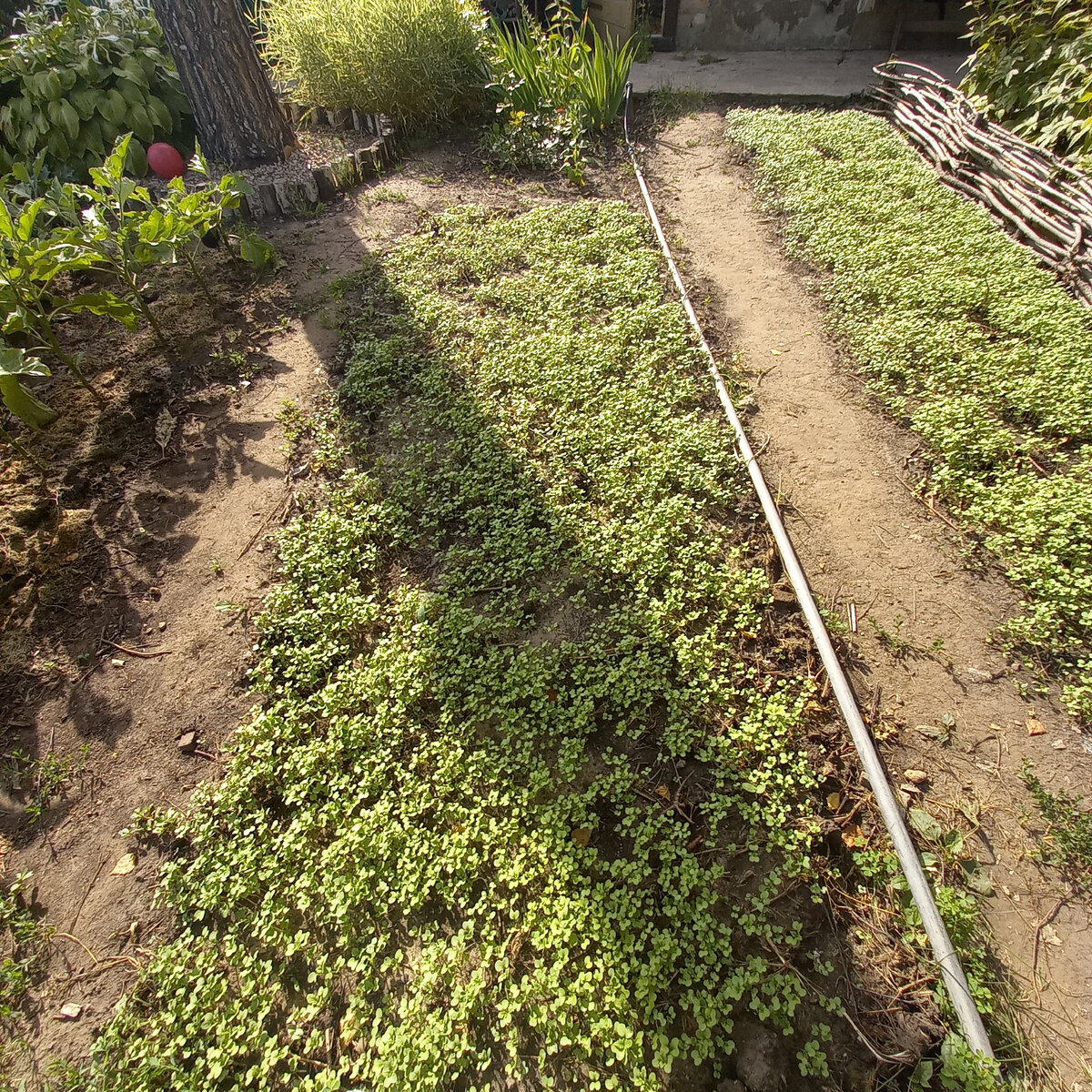 После чеснока