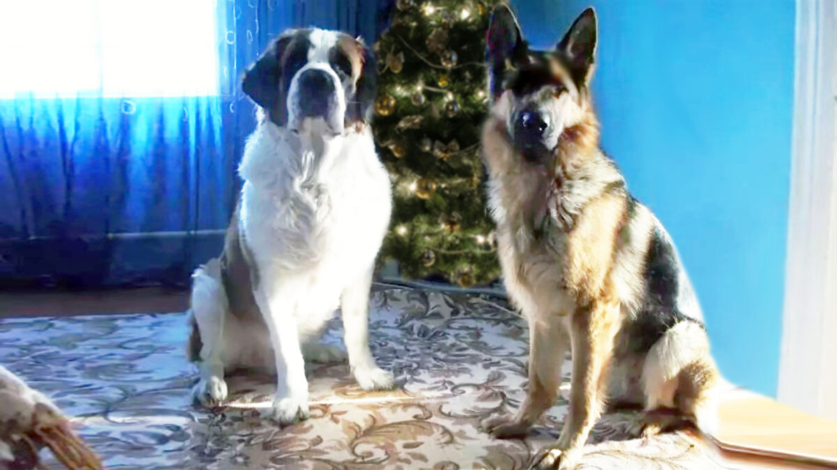 источник фото: forum.zoo.kz