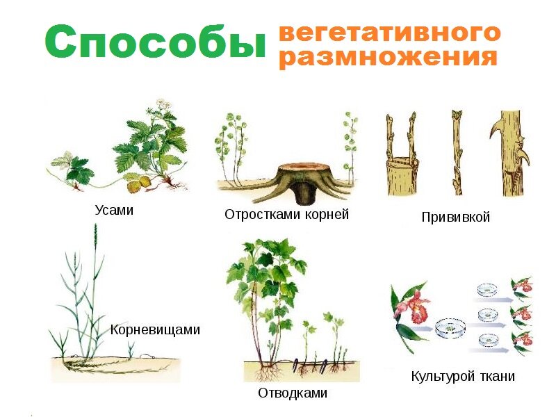 5 примеров размножения растений
