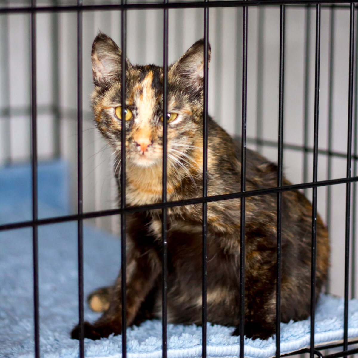 Марго здесь еще подросток. В то время, она как носитель лейкоза, жила в клеточке. Потом, для всех лейкозников я оборудовала балкон.