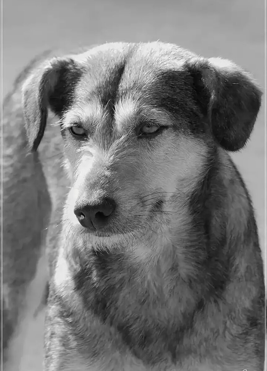 Картинка взята из свободной сети Интернет.