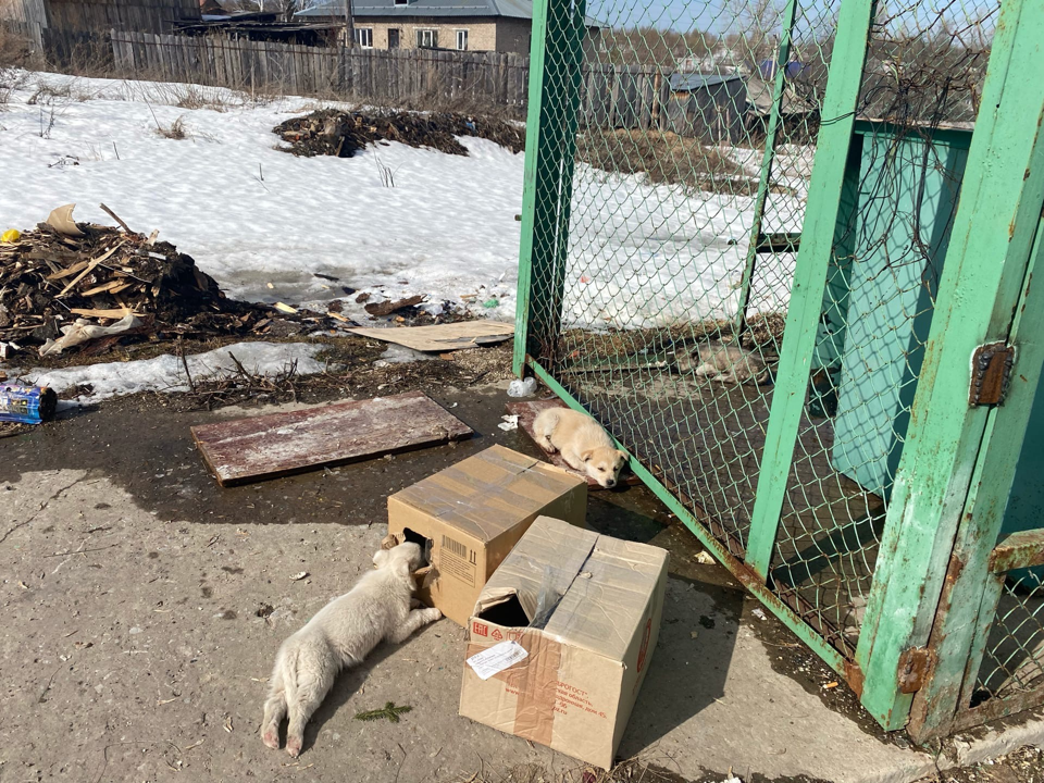 Их выбросили, как ненужную  вещь, как  хлам  