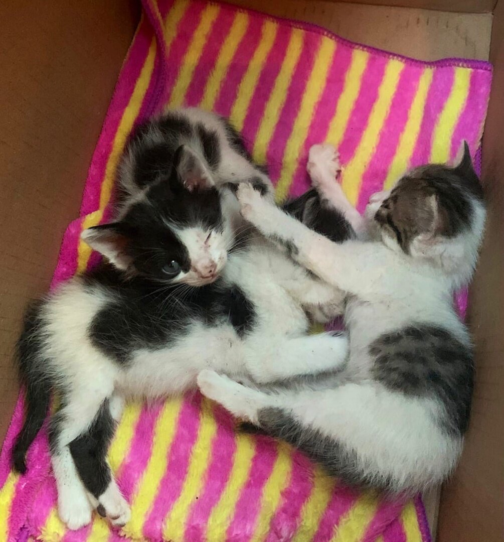 маленькие и очень дружные