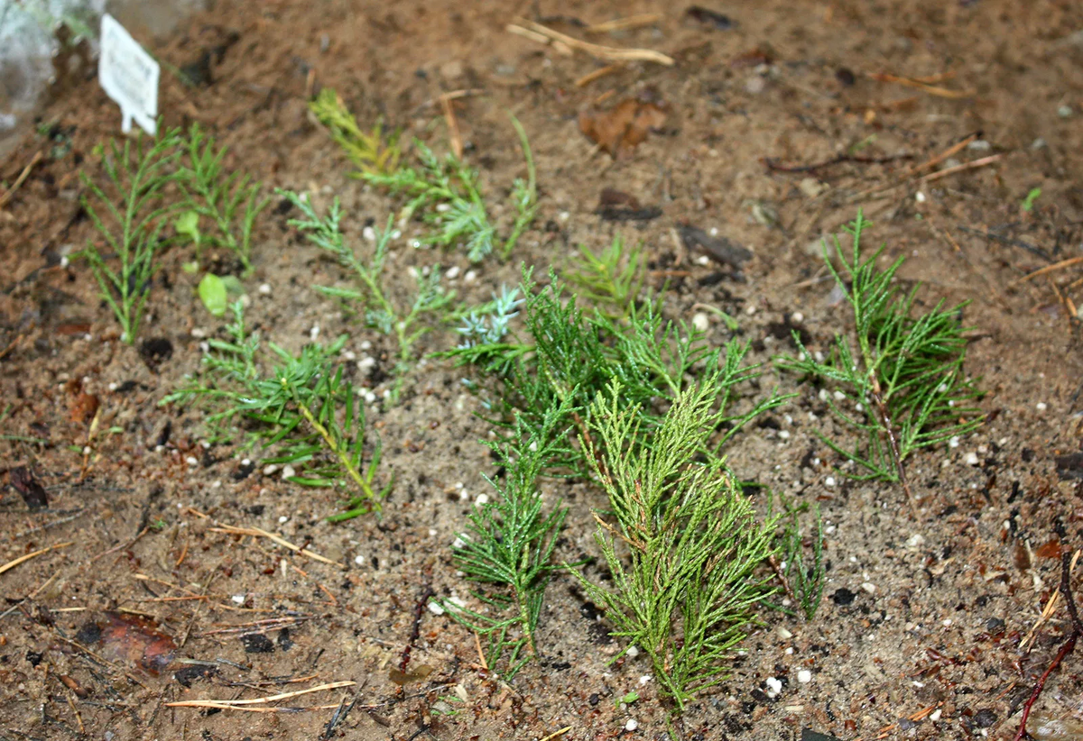 Черенки можжевельника