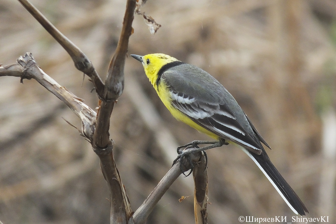 ЖЁЛТОГОЛОВАЯ  ТРЯСОГУЗКА (самец) Луни в небе