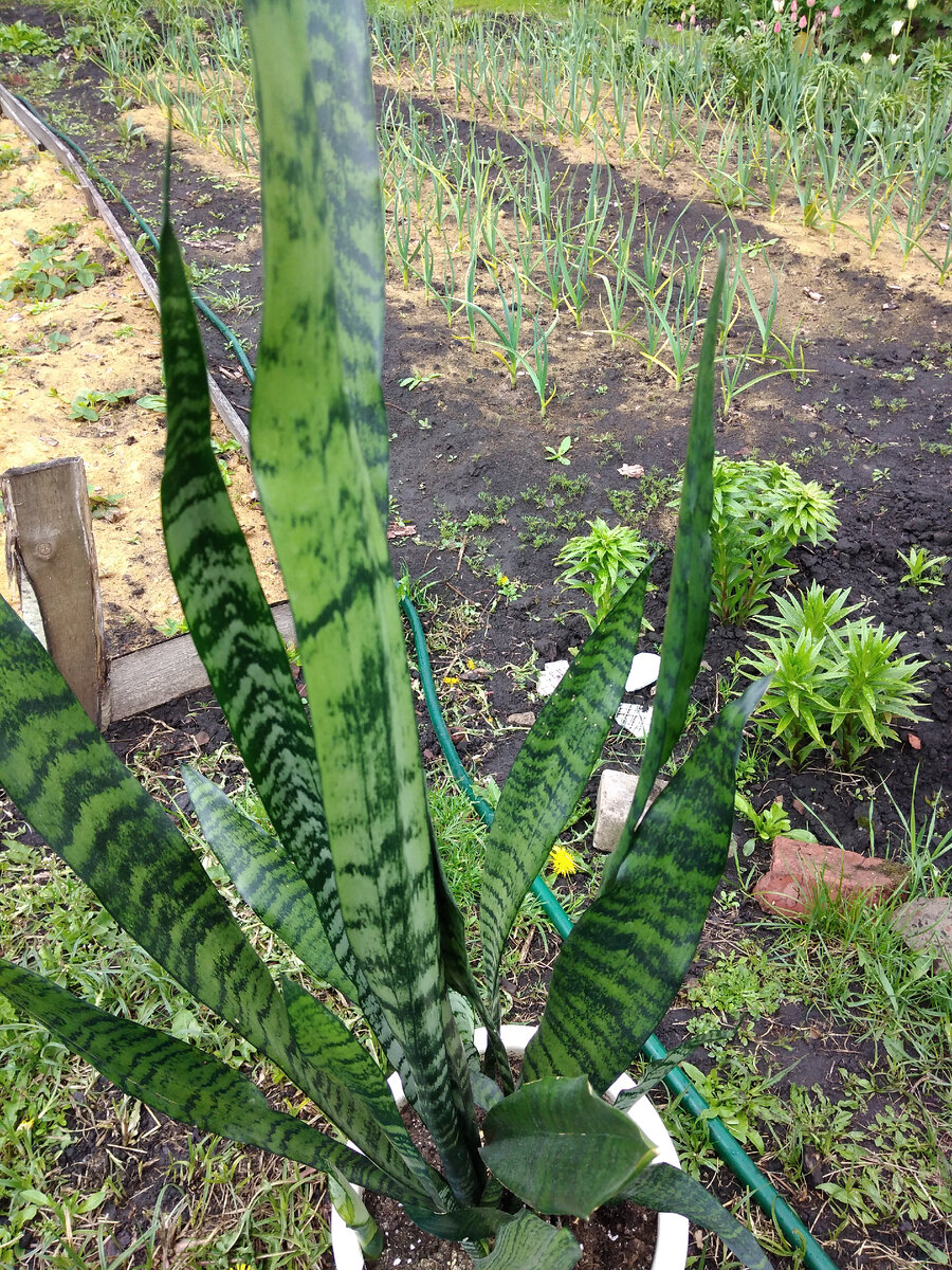 Фото автора. Весь в кадр не уместился.