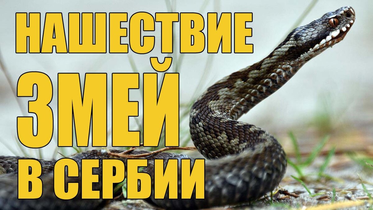 Нашествие змей в Сербии. | Misha Mix | Дзен