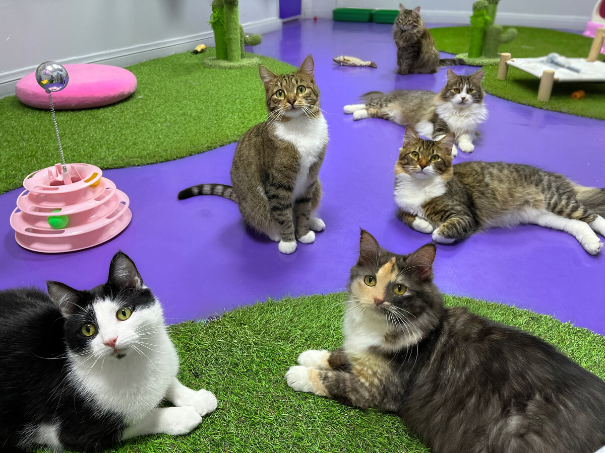 Много котиков из FrrFrr House