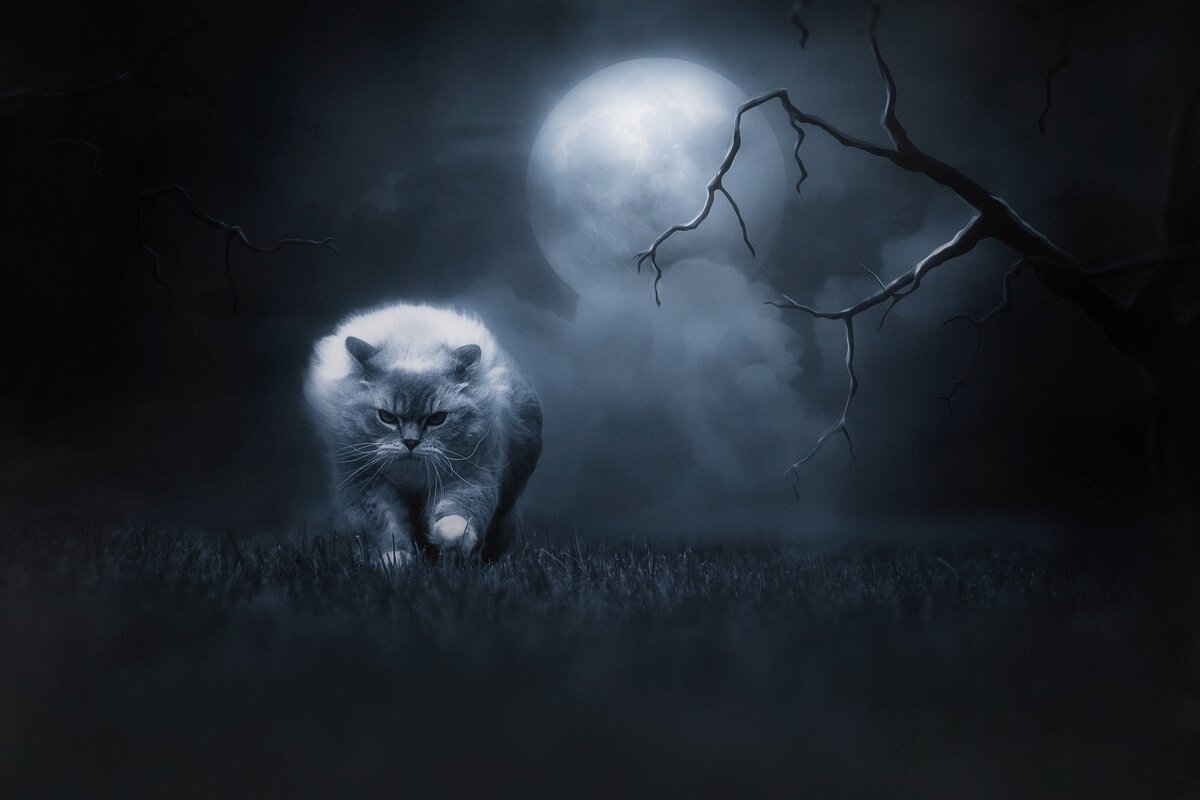 Коты в тумане