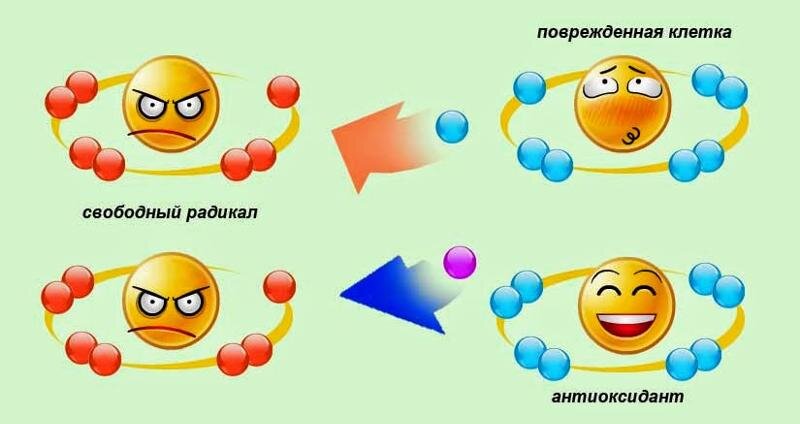 Кто такие «свободные радикалы» и почему мы с ними постоянно боремся?