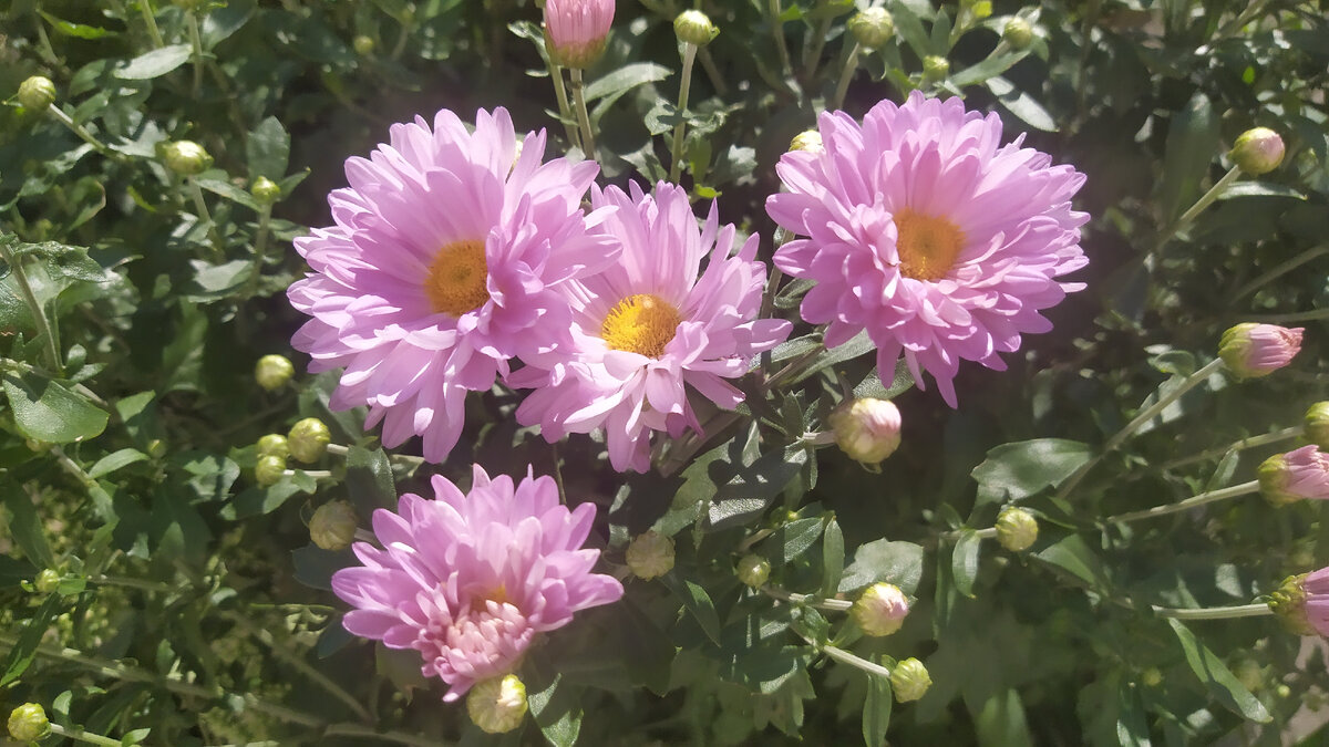 Уже практически осенние цветы