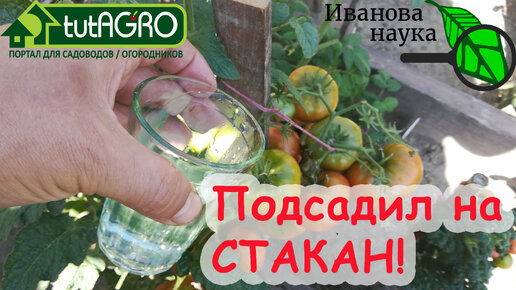 НЕ ДАЙТЕ ОГОРОДУ ЗАСОХНУТЬ! Против засухи... поможет СТАКАН! Используем домашнее средство от засухи.