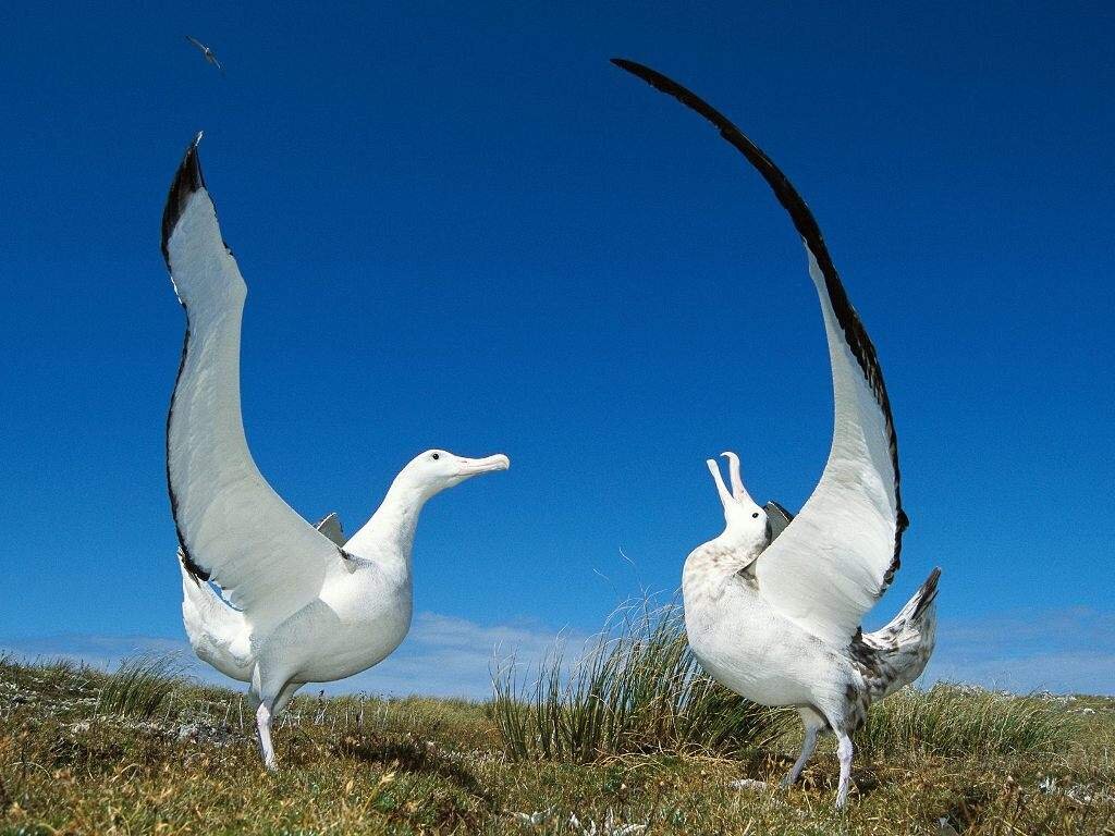    Брачные ритуалы альбатросов – одно из самых важных событий в их жизни / © animalreader.ru