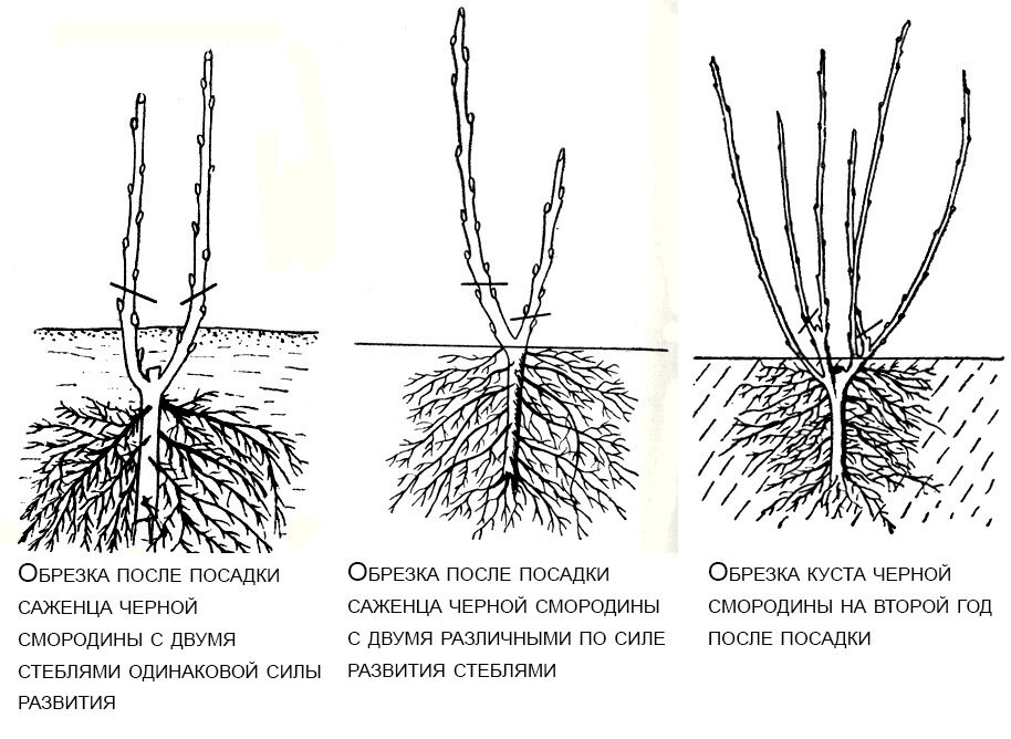 Обрезка облепихи