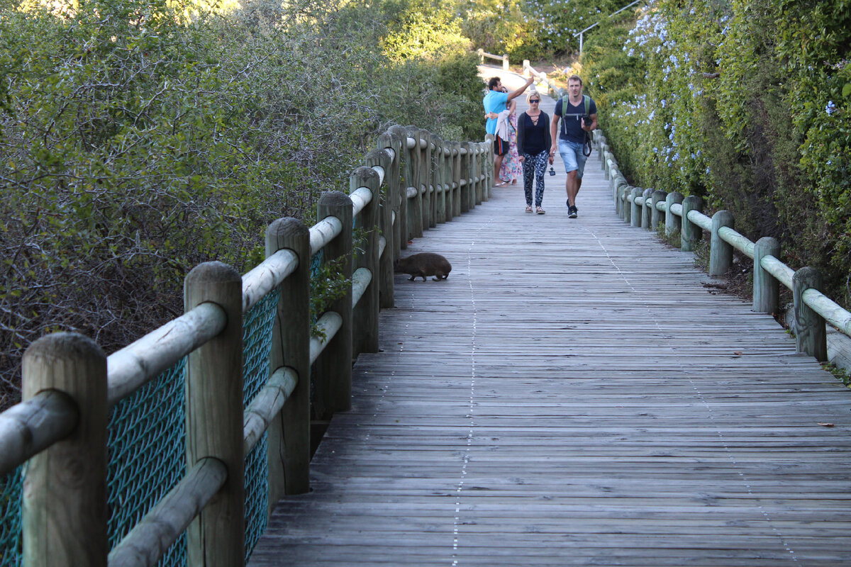Пингвиний пляж Boulders. Посетители ходят по таким дорожкам. Фото автора