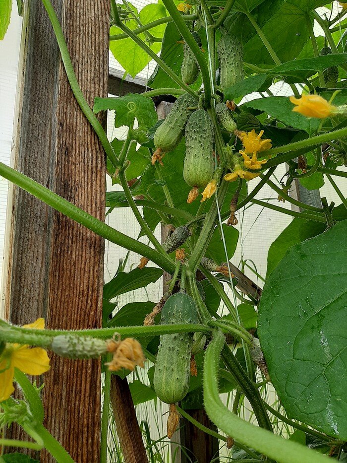 Проверенный сорт огурцов "Выскочка"