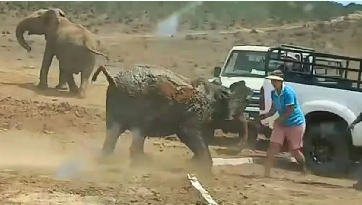 Слонёнок напал на туристов в Южной Африке. ФОТО