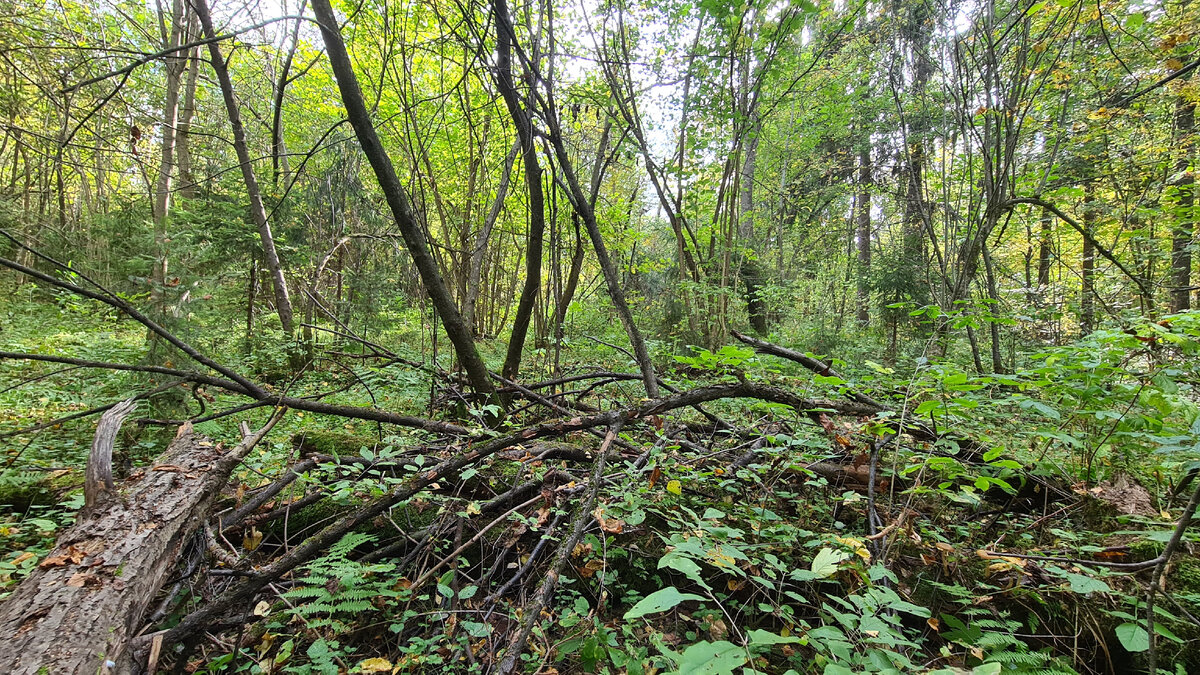 Подмосковный лес...