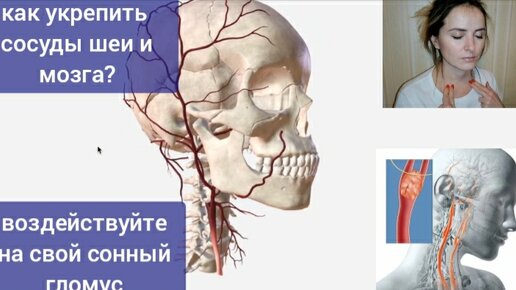 Хотите укрепить сосуды мозга? Погладьте свой сонный гломус на шее