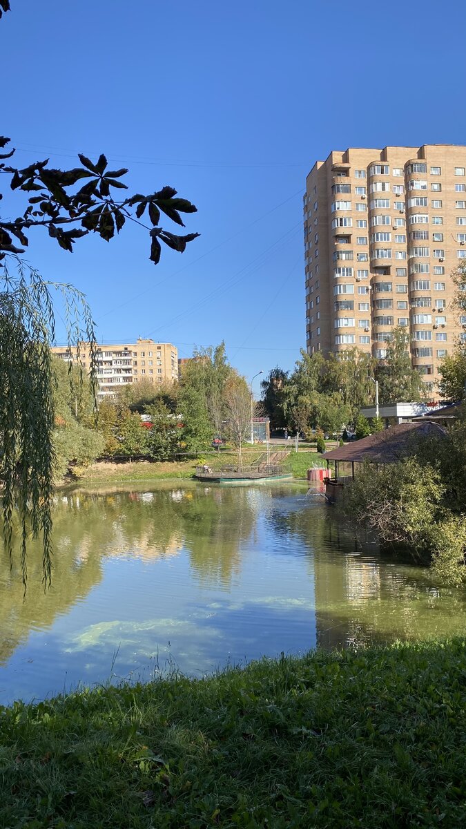 Пруд цветет