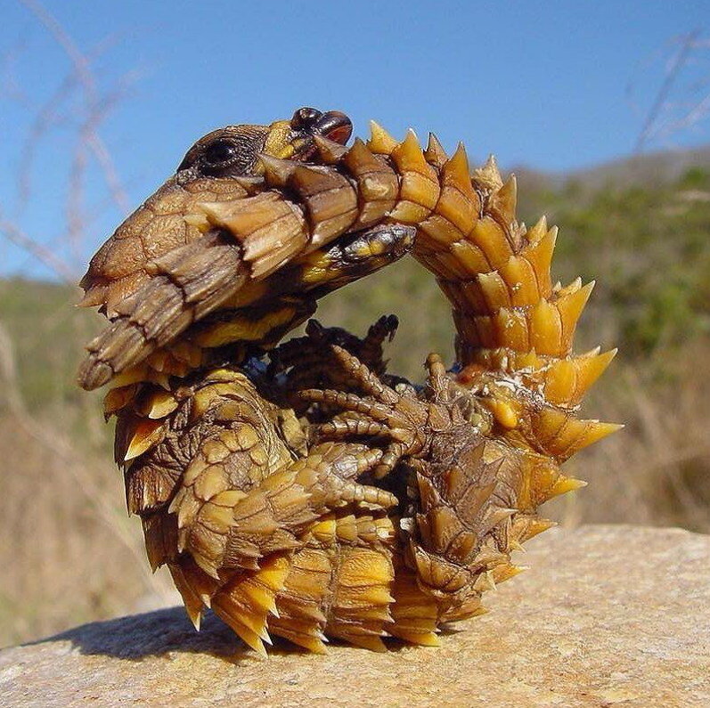 Поясохвост. Редкий вид ящерицы, похожий на дракона.